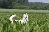 SIBERIAN HUSKY 142
